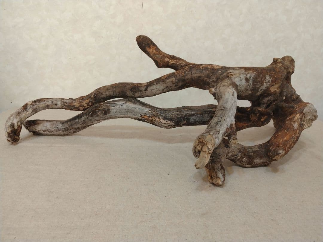 【超希少】アクアリウム・DIY向け 超特大塊根ブランチウッド流木 約80cm
