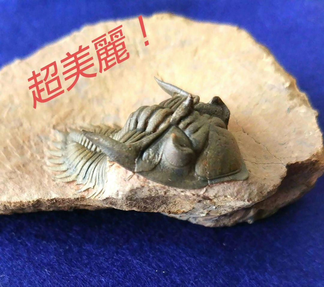 超美麗！ メタカンティナ 三葉虫 希少 最高級