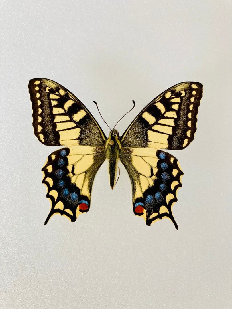 ホスピトン×キアゲハ（ハイブリッド型・1オス）