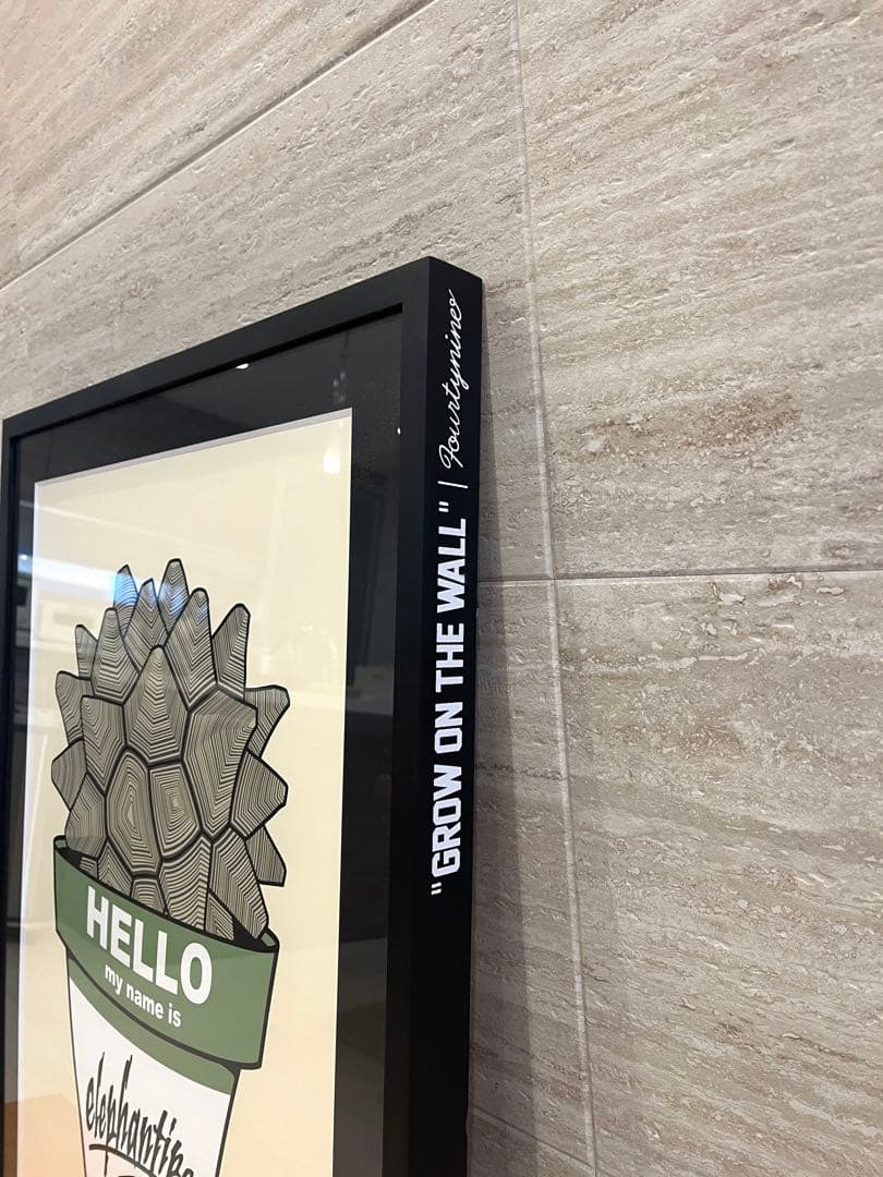 GIRUVI Dioscorea Elephantipes 亀甲竜