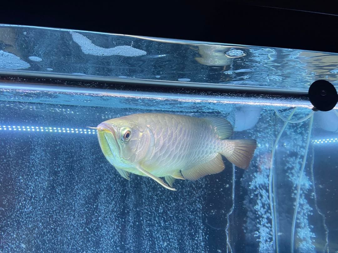 でんらいLEDアロワナ金龍専用水中ライト1200水槽用