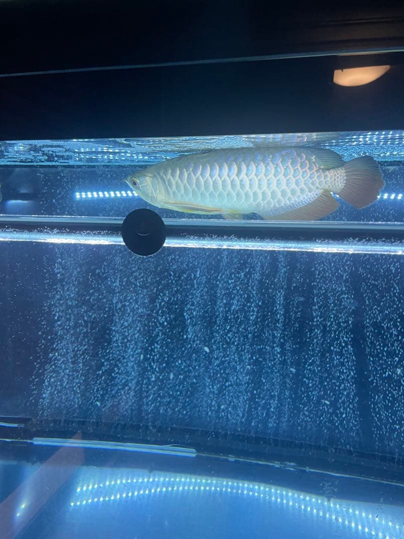 でんらいLEDアロワナ金龍専用水中ライト1200水槽用