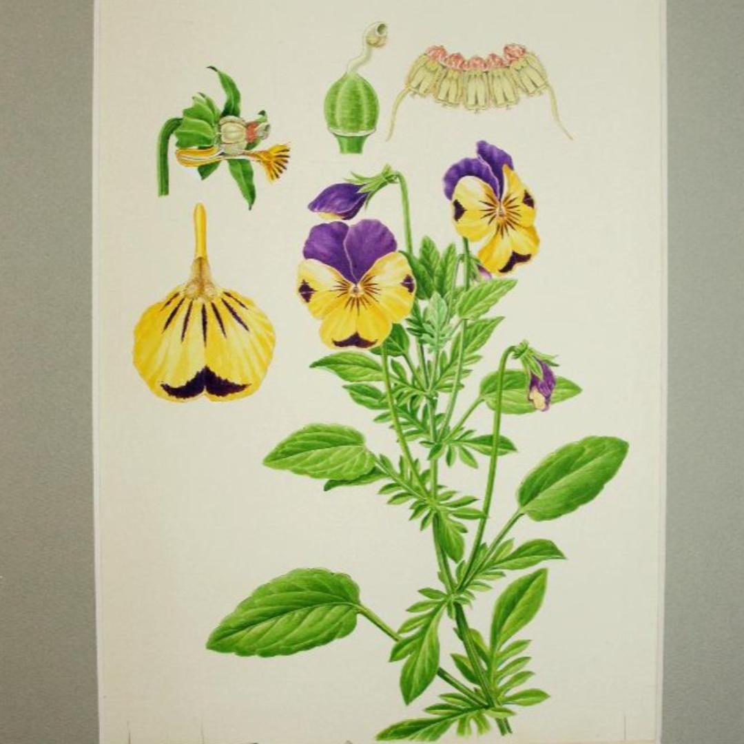 【絵画】ボタニカルアート　「パンジー」原画