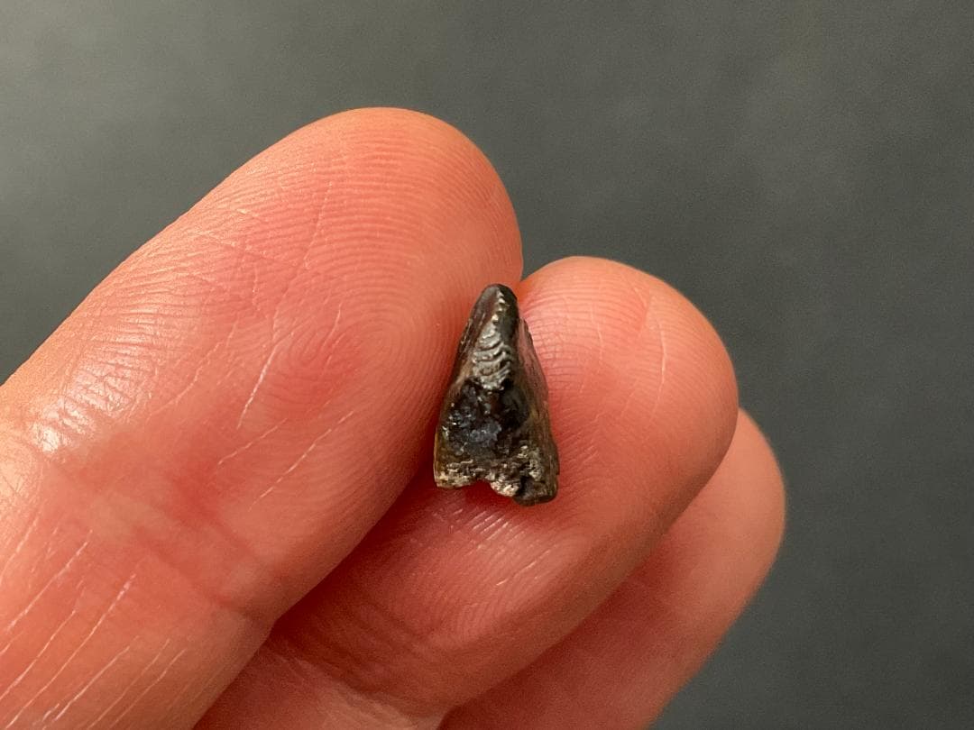 恐竜の歯 トリケラトプス [TR95] 化石 希少