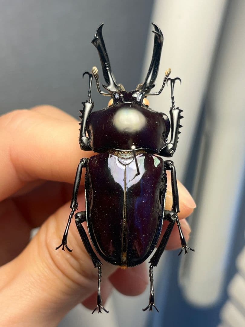 【標本】ニジイロクワガタ オウゴンオニクワガタ ピカール血統 ブルー系統