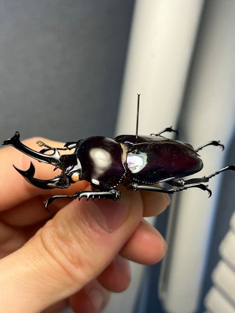 【標本】ニジイロクワガタ オウゴンオニクワガタ ピカール血統 ブルー系統