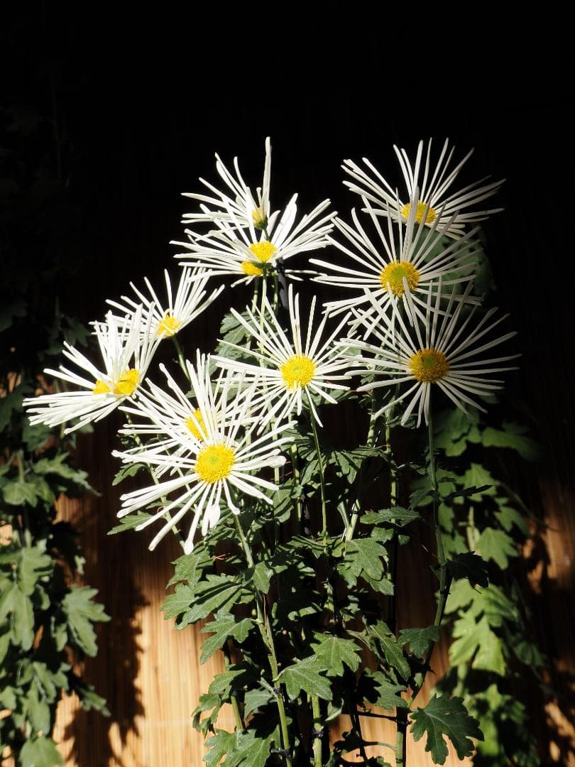 M.ZUIKO DIGITAL ED 9-18mm F4.0-5.6 作例あり