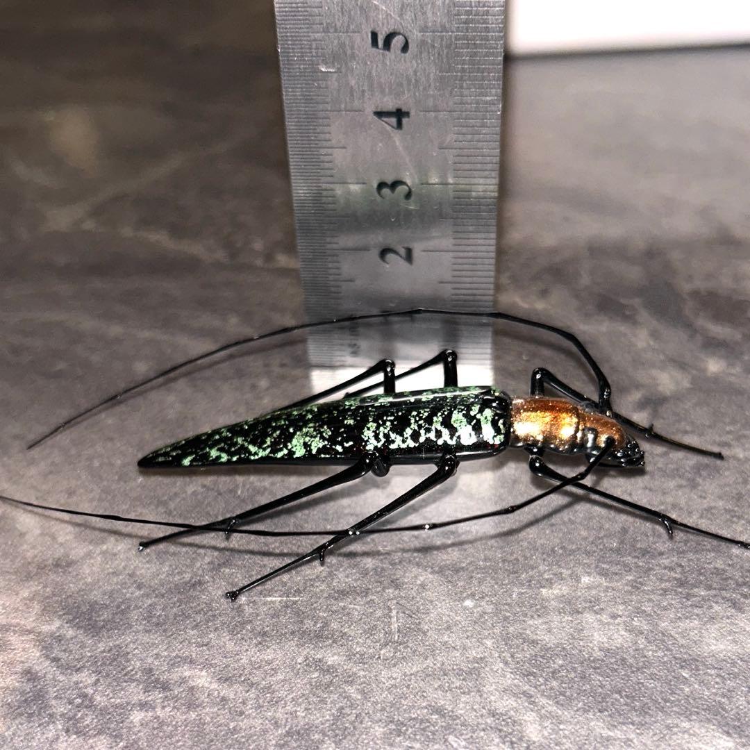 ベネチアングラス　カミキリムシ