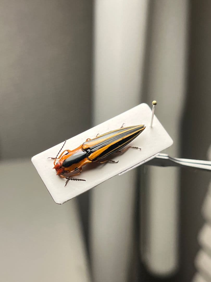 【24mm】フェラーリコメツキムシ に酷似 アングラトゥスミカドコメツキムシ標本