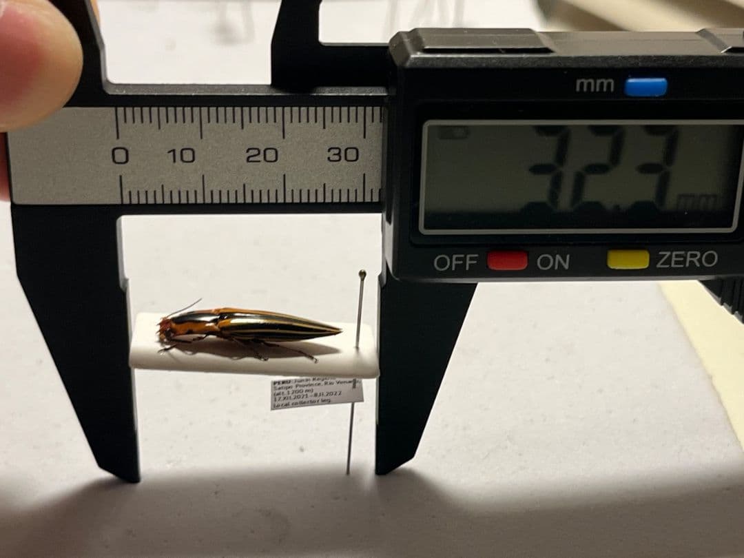 【24mm】フェラーリコメツキムシ に酷似 アングラトゥスミカドコメツキムシ標本