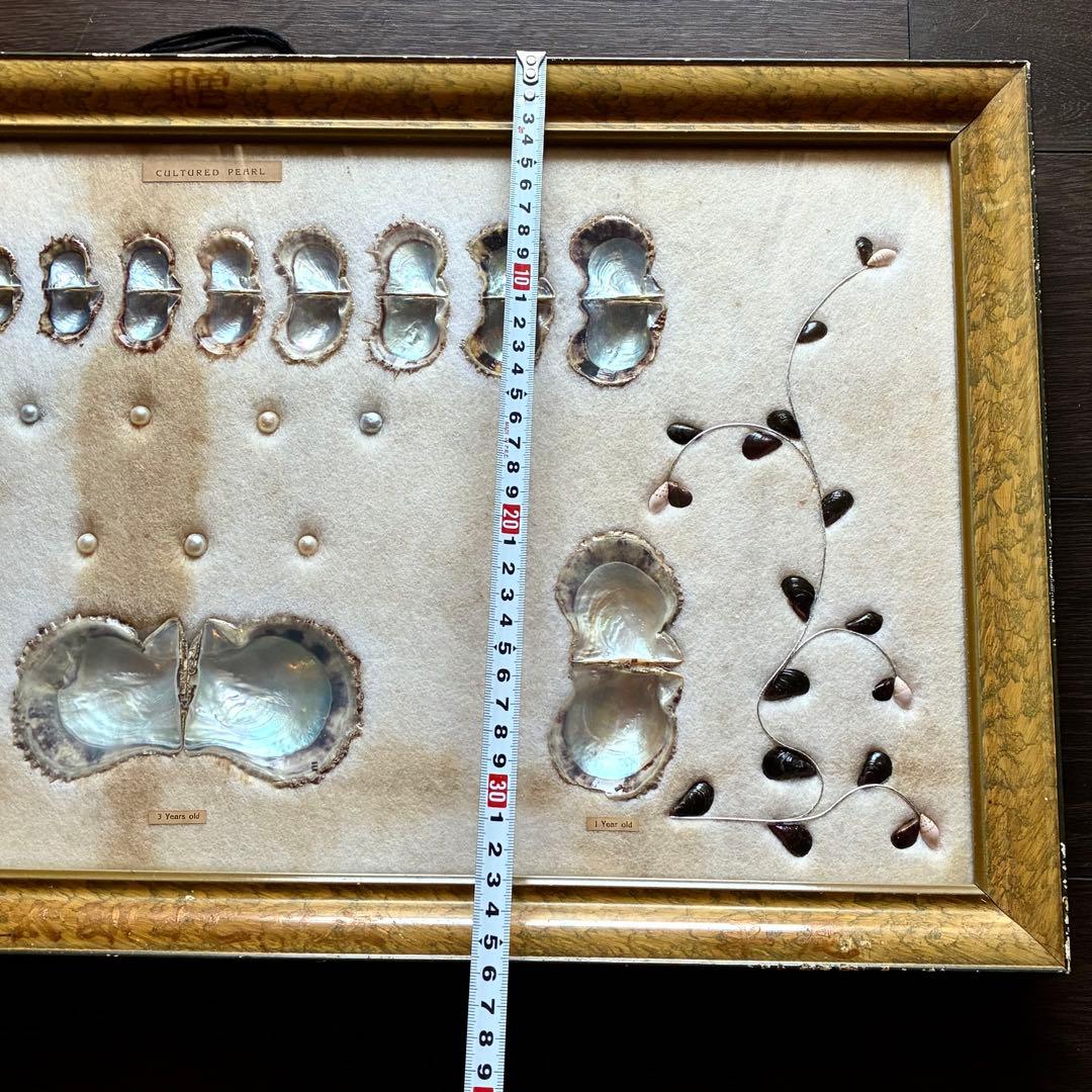 真珠貝　真珠　パール　ツインパール　標本　インテリアアンティーク