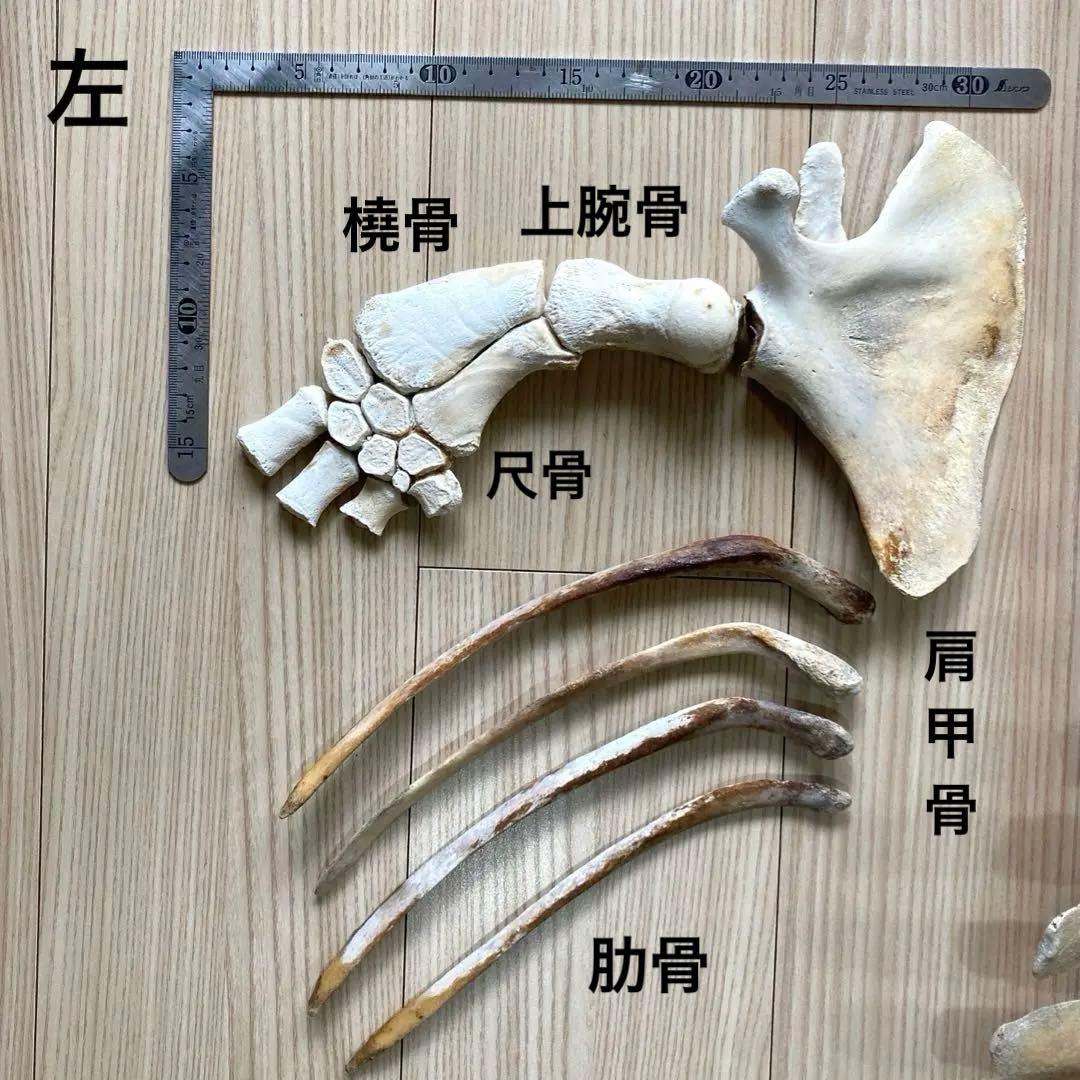 イルカの骨　骨格標本