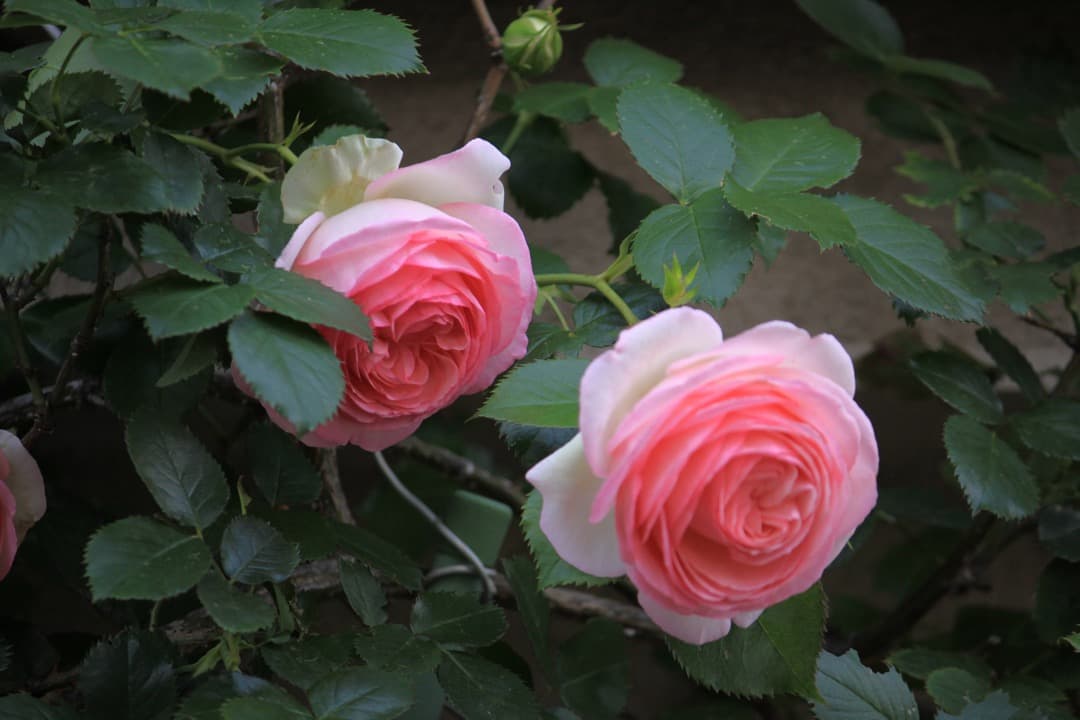 Canon EF-S 55-250mm F4-5.6 IS Ⅱ