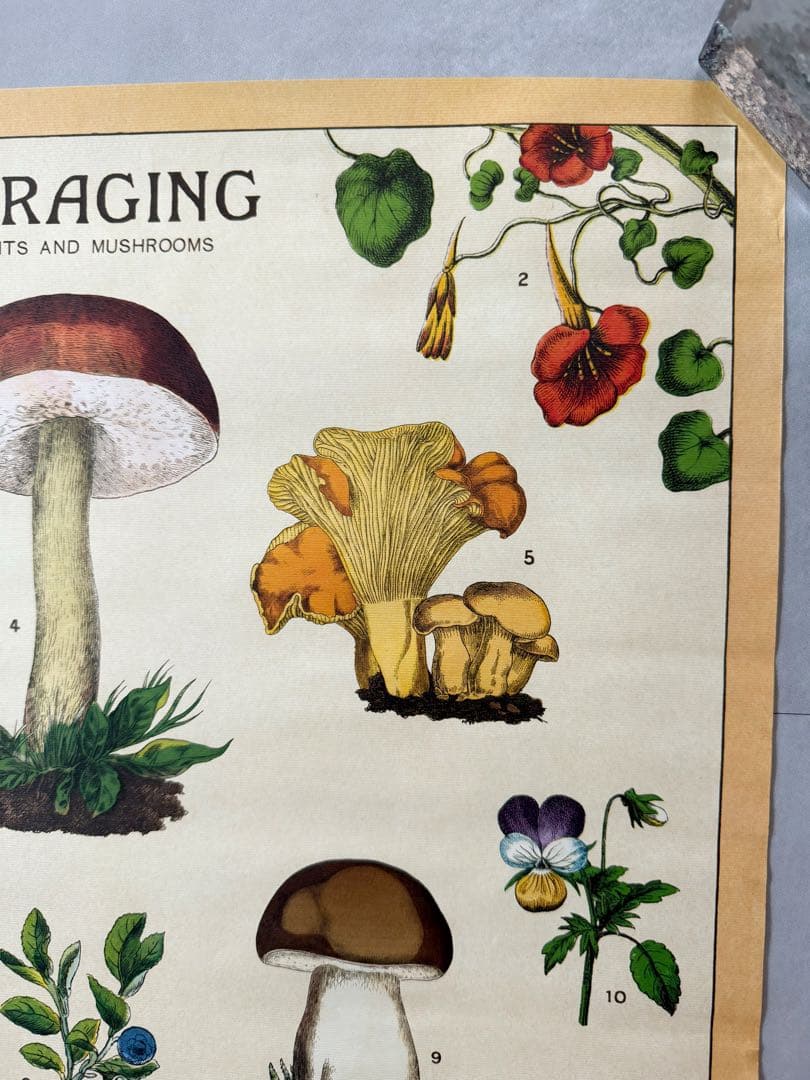 古着 ビンテージ USA きのこ 植物図鑑 サイケデリック ポスター 希少 美品