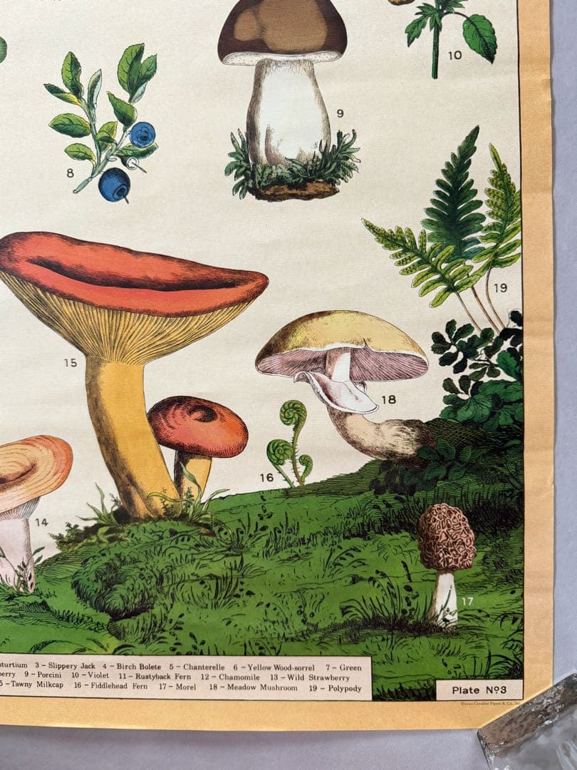 古着 ビンテージ USA きのこ 植物図鑑 サイケデリック ポスター 希少 美品