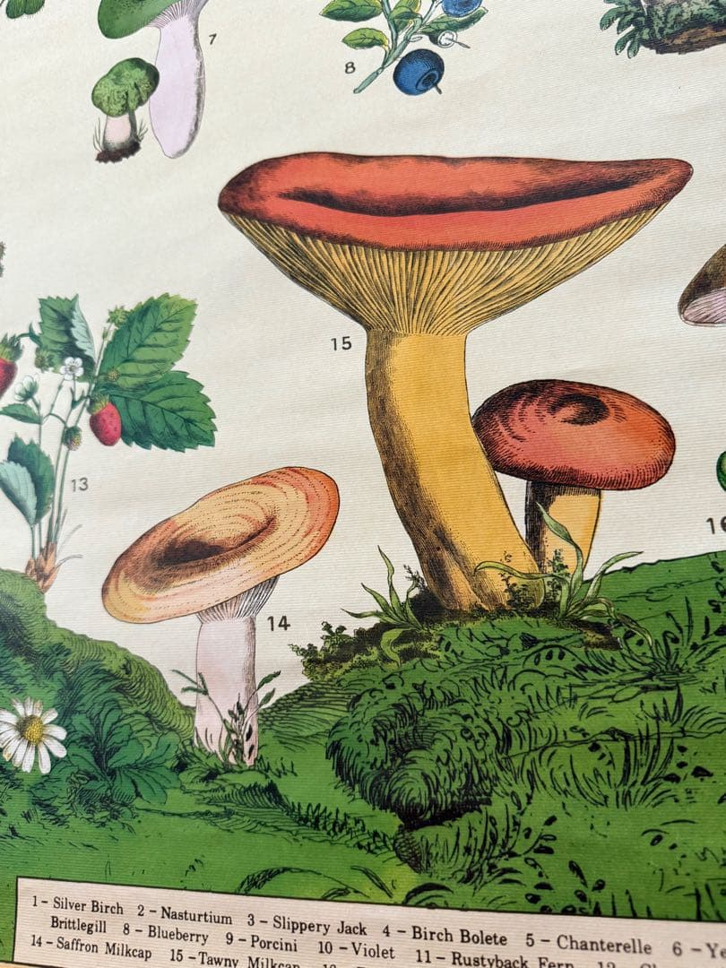 古着 ビンテージ USA きのこ 植物図鑑 サイケデリック ポスター 希少 美品