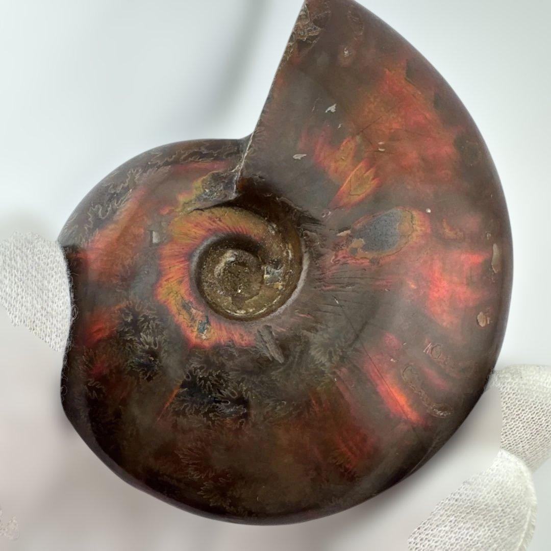 G-3 アンモナイト化石　ファイア　マダガスカル産