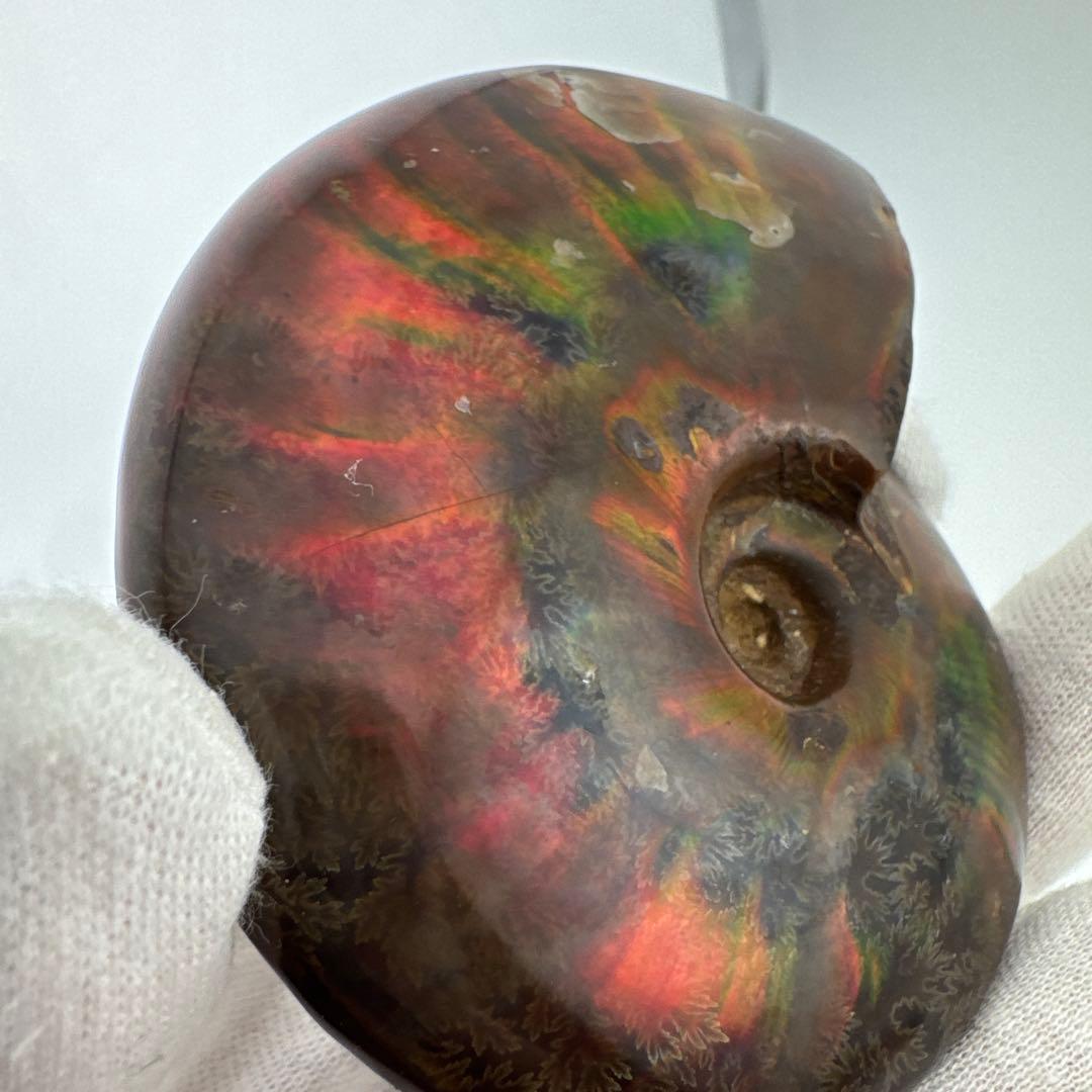 G-3 アンモナイト化石　ファイア　マダガスカル産