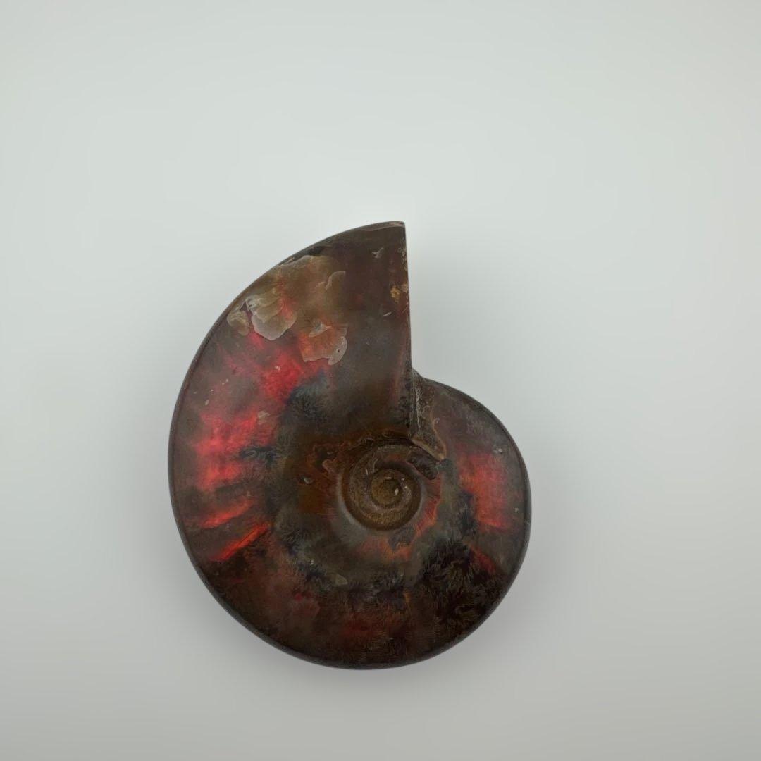 G-3 アンモナイト化石　ファイア　マダガスカル産