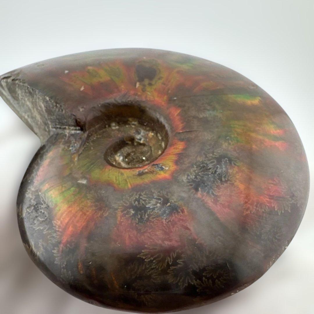 G-3 アンモナイト化石　ファイア　マダガスカル産