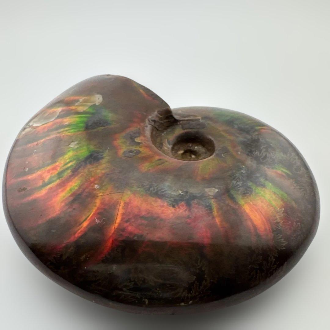 G-3 アンモナイト化石　ファイア　マダガスカル産