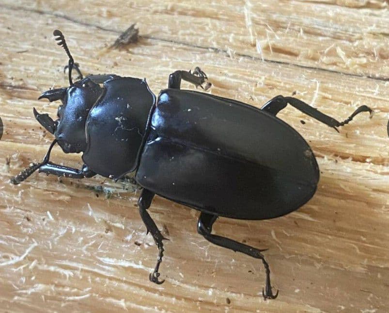 やふおく・BASE等では、大変良く売れています。バクテリア材 難産種にどうぞ。壱