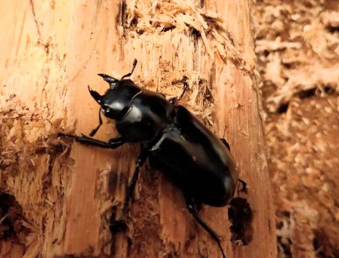 やふおく・BASE等では、大変良く売れています。バクテリア材 難産種にどうぞ。壱