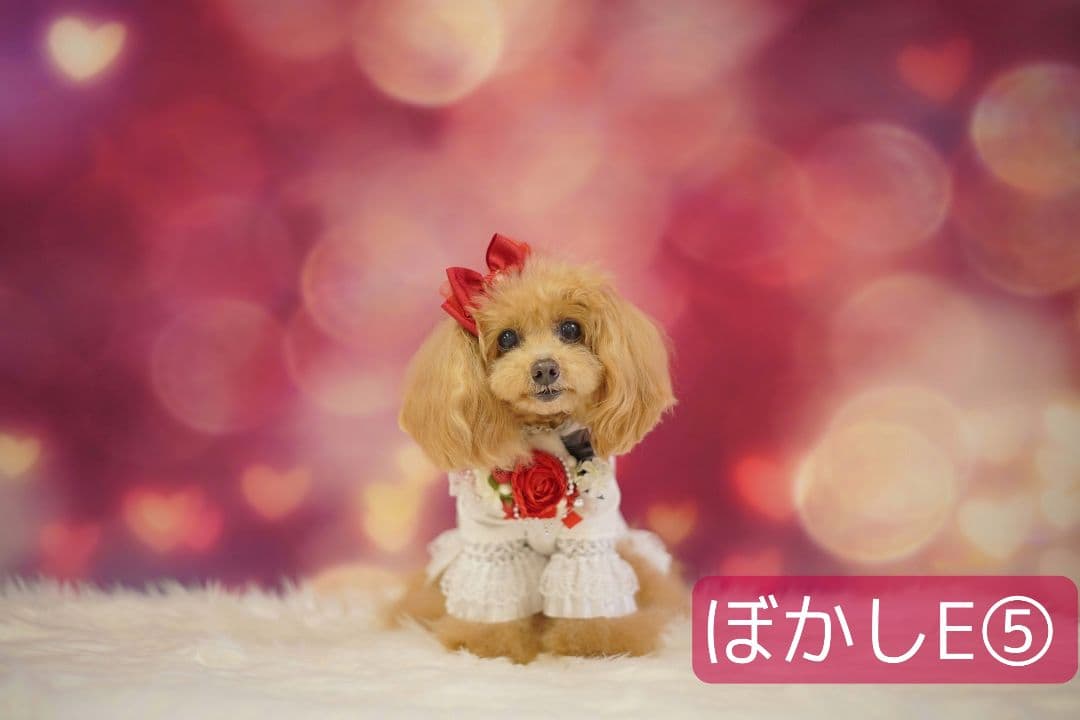 背景布×10枚+2　ペット撮影用フォトブース　トリミングチョーカー販売中