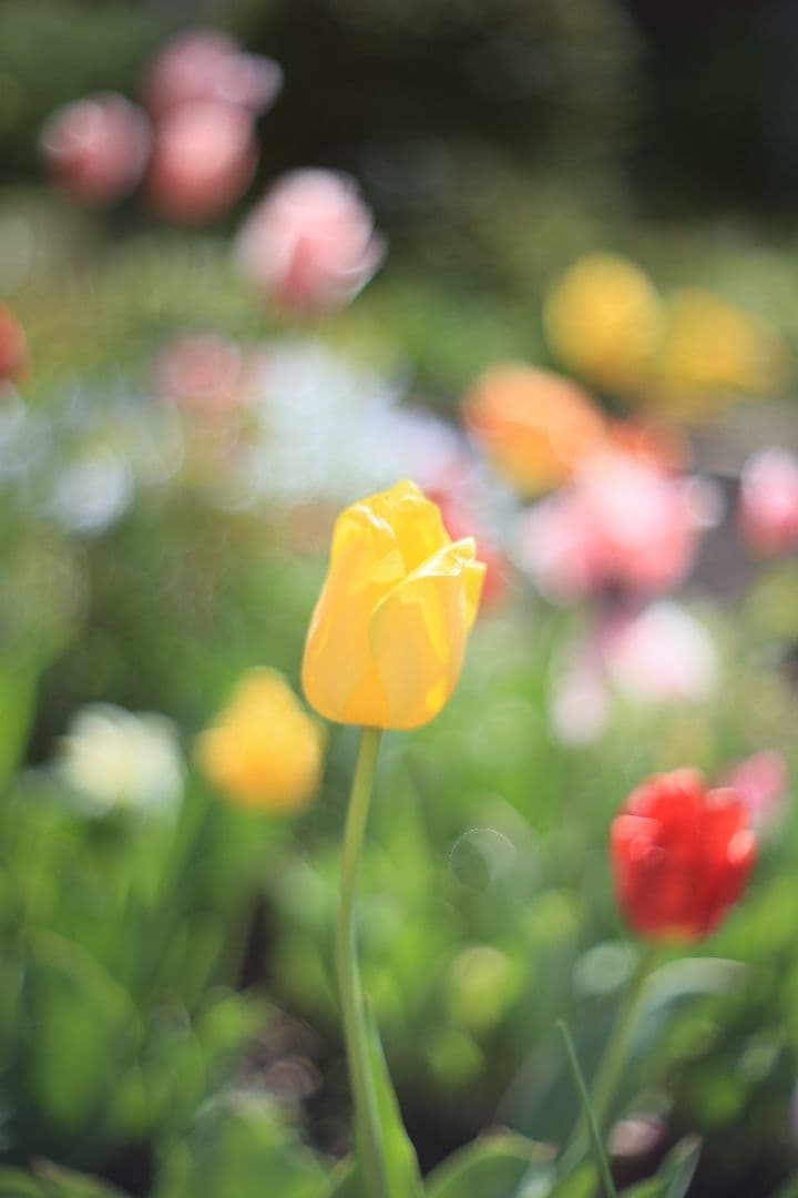 CANON FL 50mm F1.4 （Ⅰ） 【光学美品・分解清掃済】