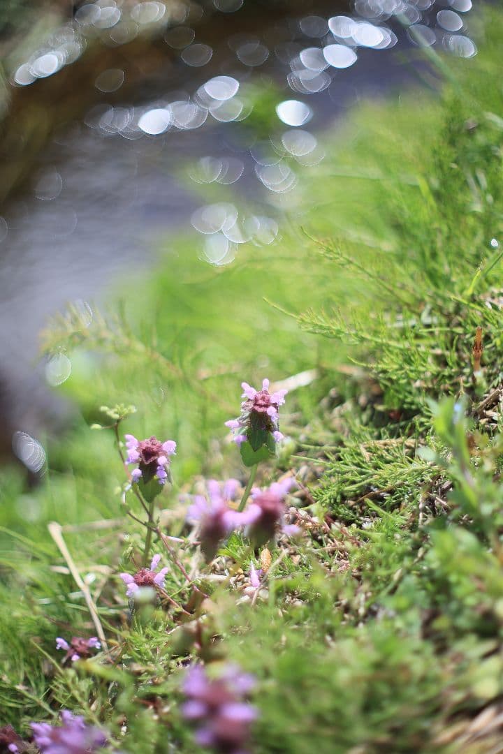 CANON FL 50mm F1.4 （Ⅰ） 【光学美品・分解清掃済】