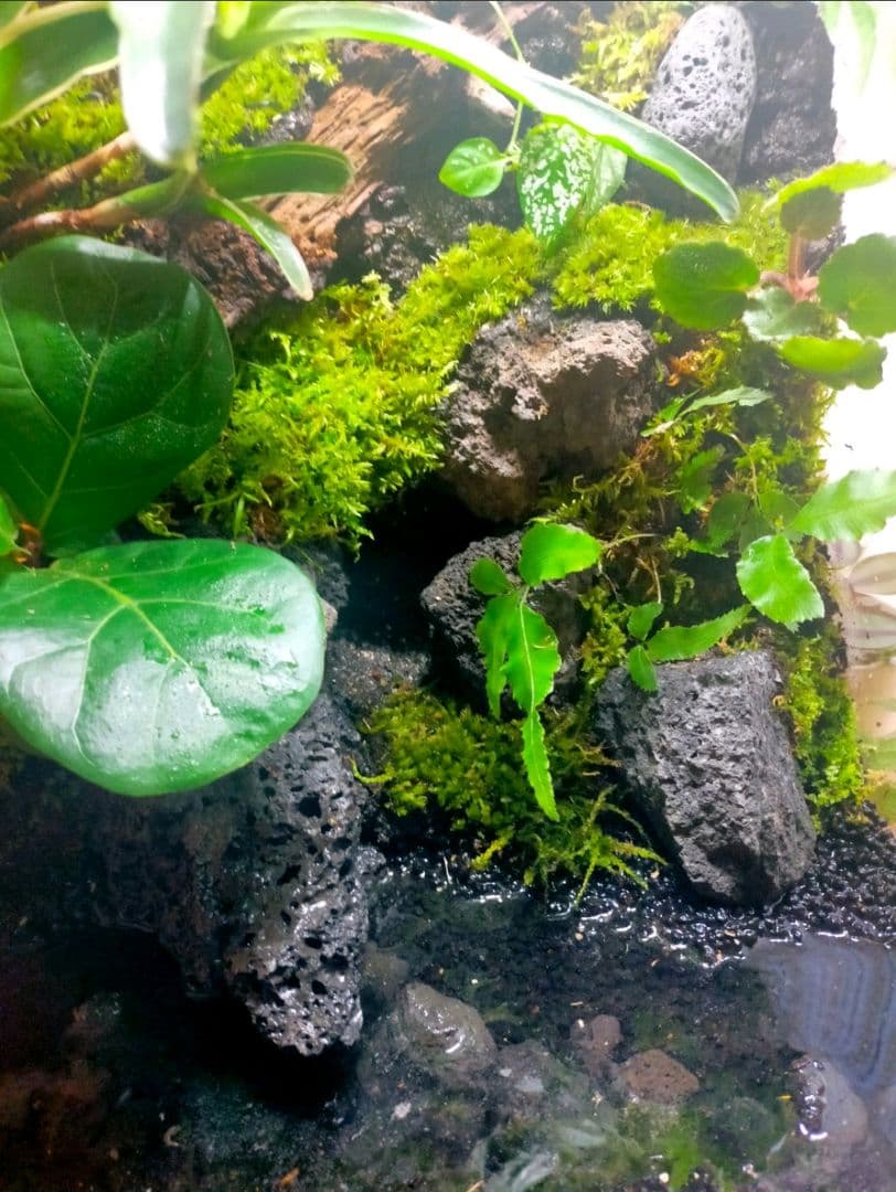 隠れ家付きテラリウム 観葉植物 溶岩石 レイアウト　生体飼育ケージも