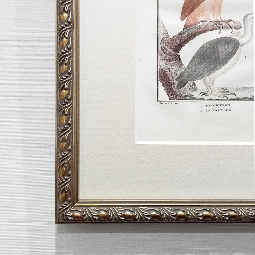 シロエリハゲワシとハゲタカの博物図版　アンティーク　版画　フランス　1700年代