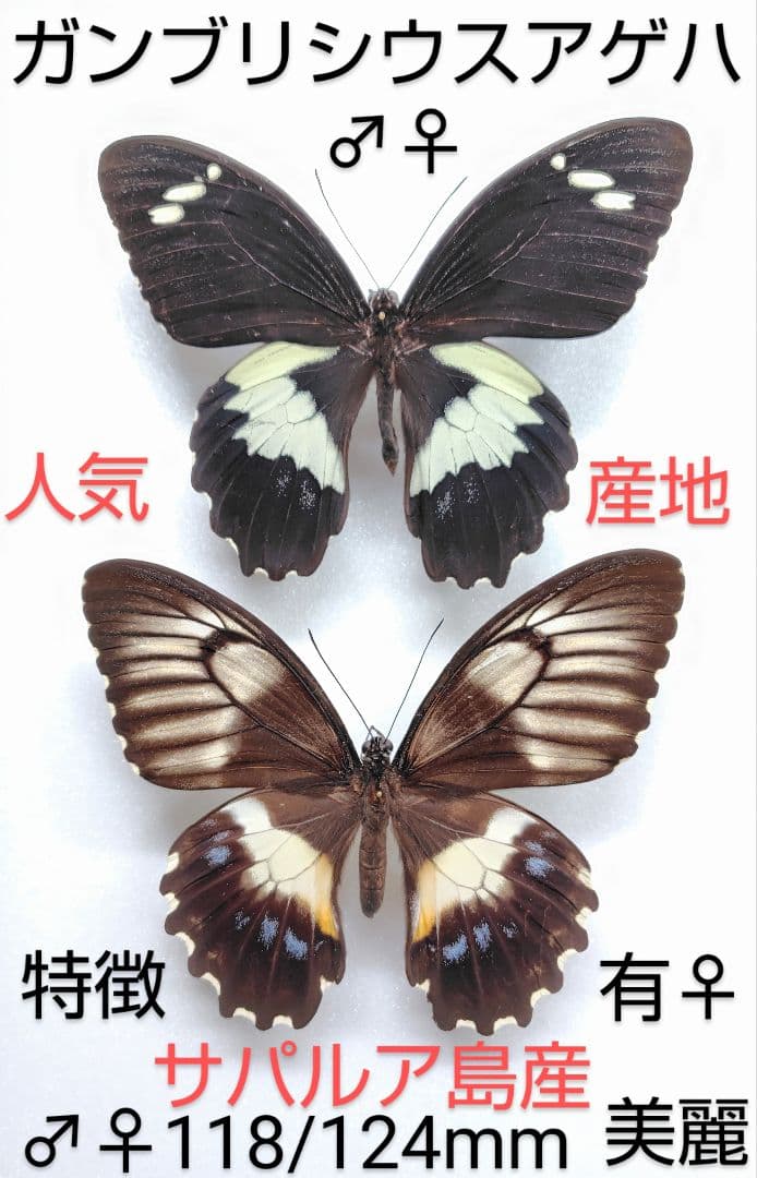ガンブリシウスアゲハ♂♀標本★サパルア島産★ 118/124mm ♀変化有美人気
