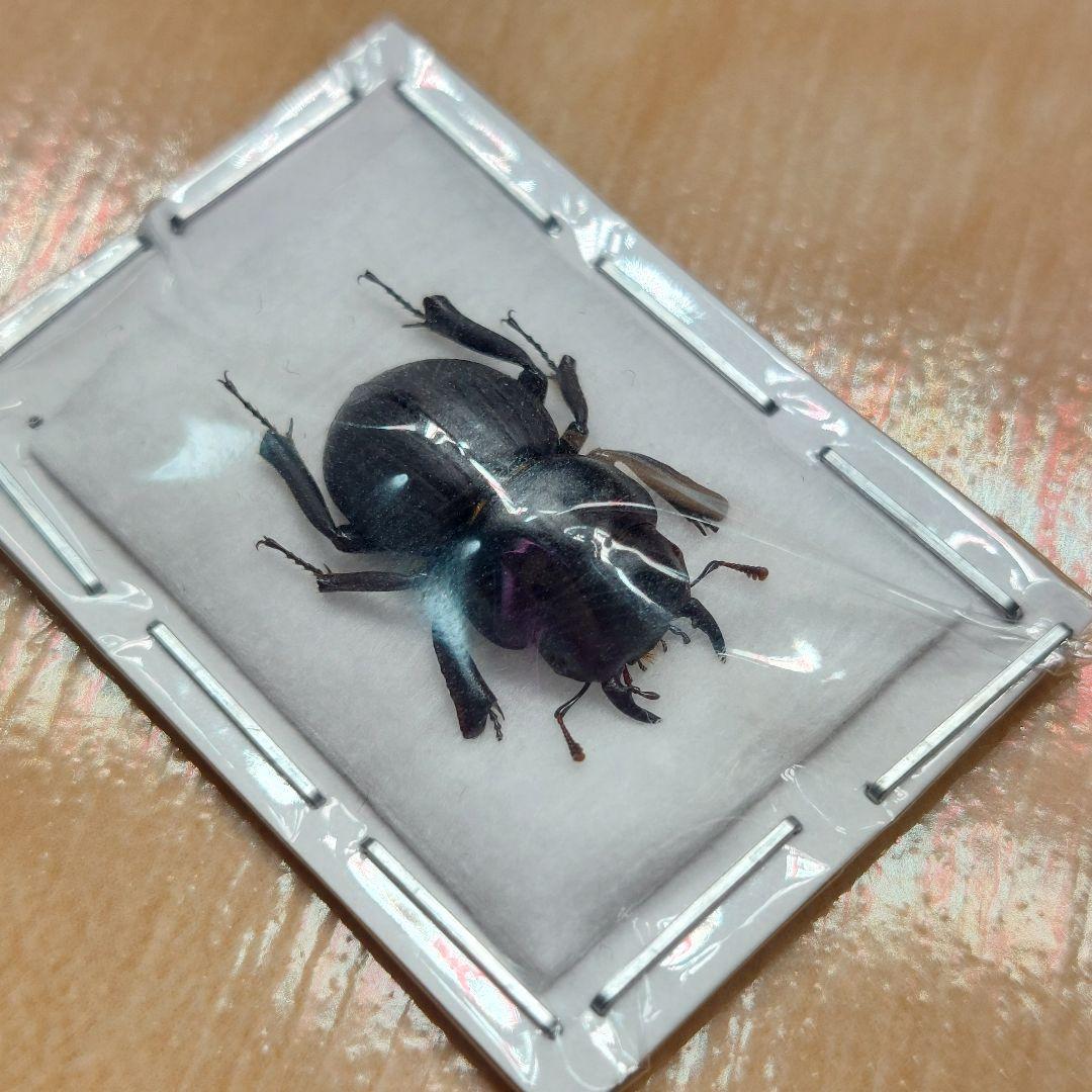 【標本】ハワイハネナシクワガタ　カウアイ島産　　17ミリ前後