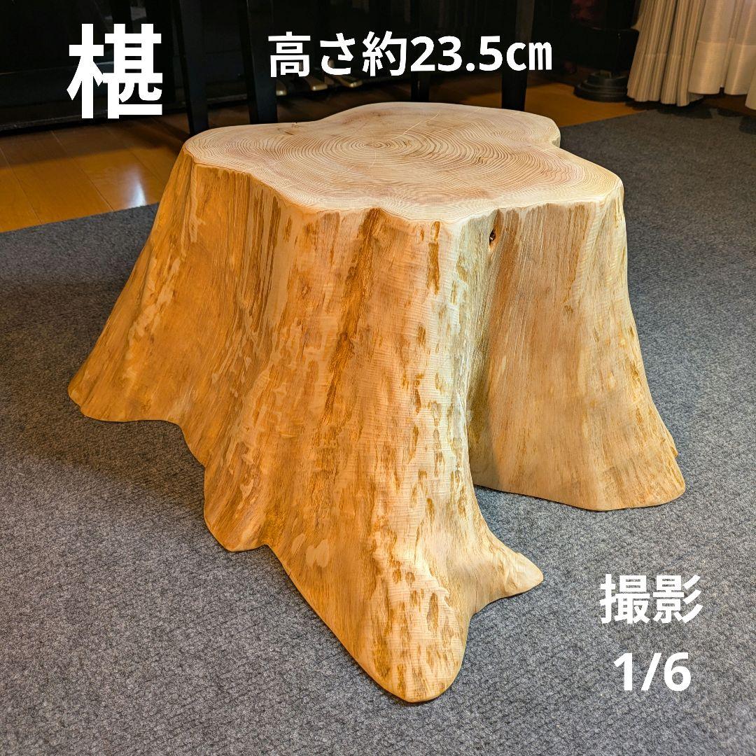 天然椹　サワラ　切り株　丸太　椅子　スツール　テーブル　高さ約23.5㎝