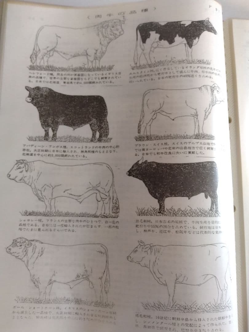 精肉商品づくり、商品知識マニュアル