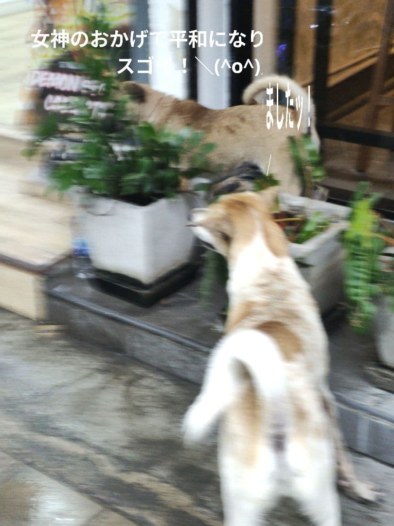 タイのお守りプラクルアン！水の女神プラ・メーコンカー！慈悲と幸運値アップ！！