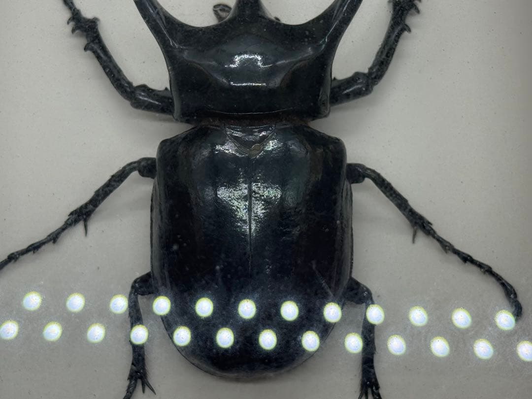 カブトムシ　昆虫標本　額装　送料込み251211