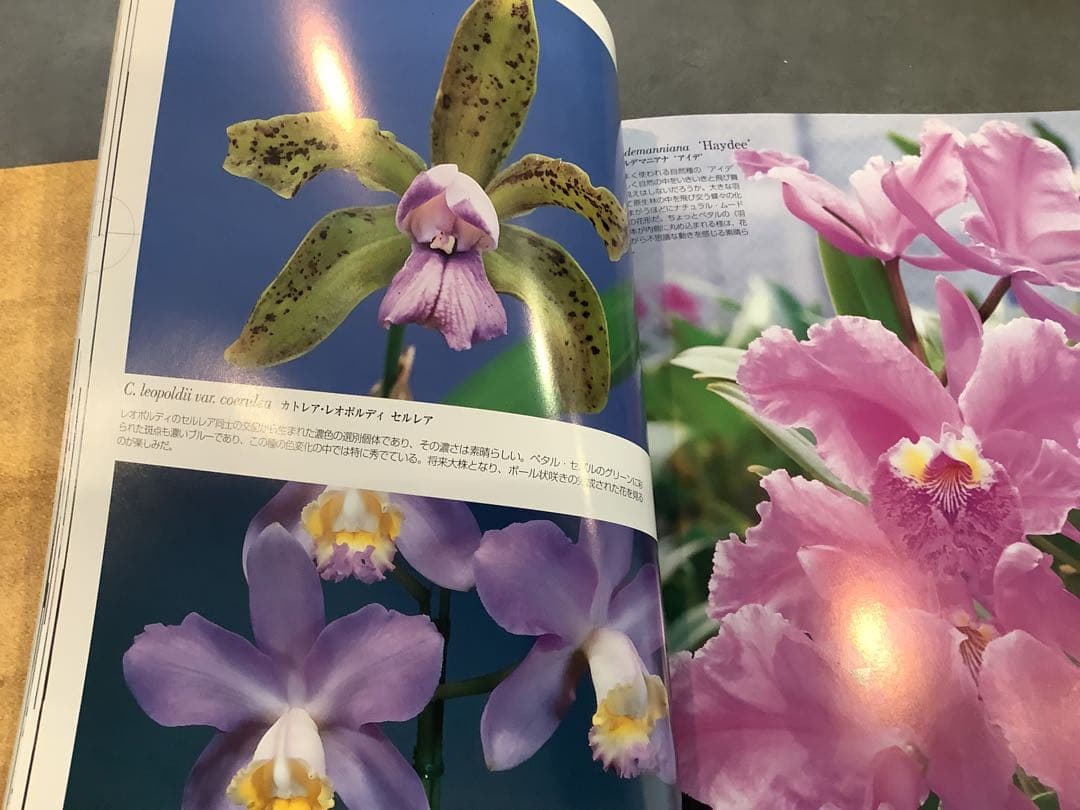 原種　カトレアの世界WORLD CATTLEYA SPECIES
