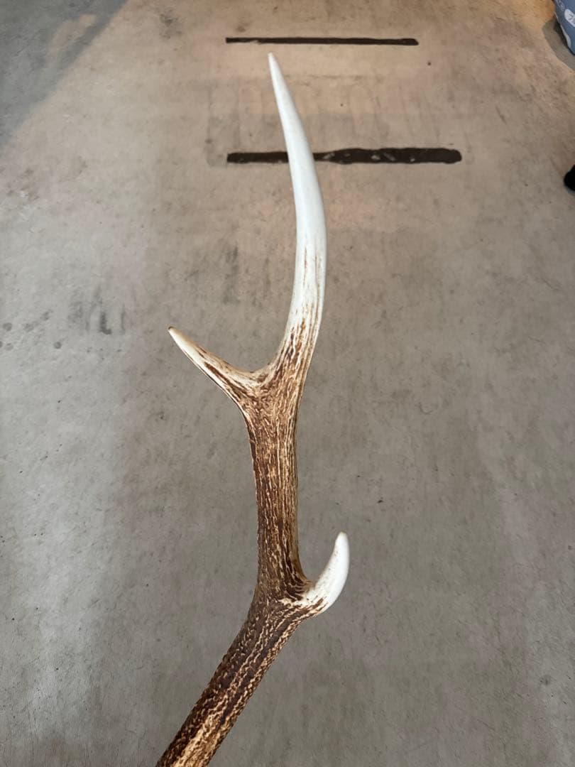 鹿の角　立派な北海道蝦夷鹿の角の標本