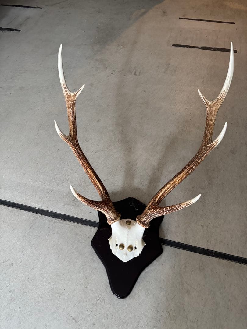 鹿の角　立派な北海道蝦夷鹿の角の標本