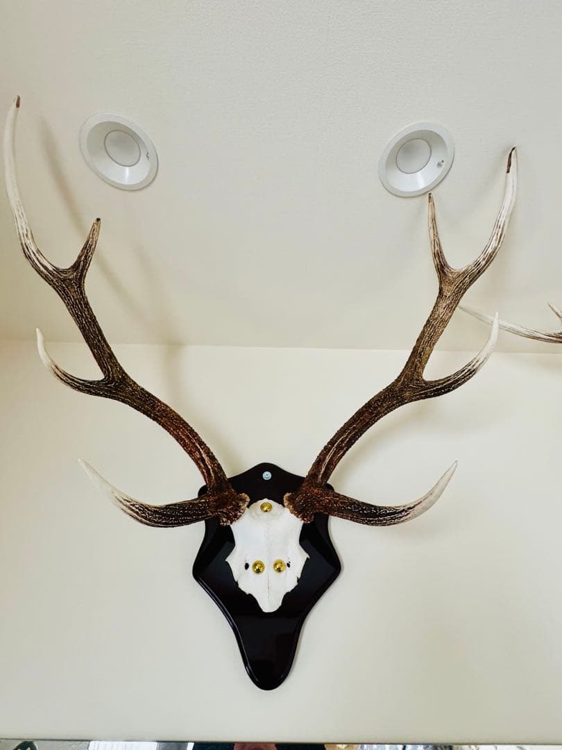 鹿の角　立派な北海道蝦夷鹿の角の標本