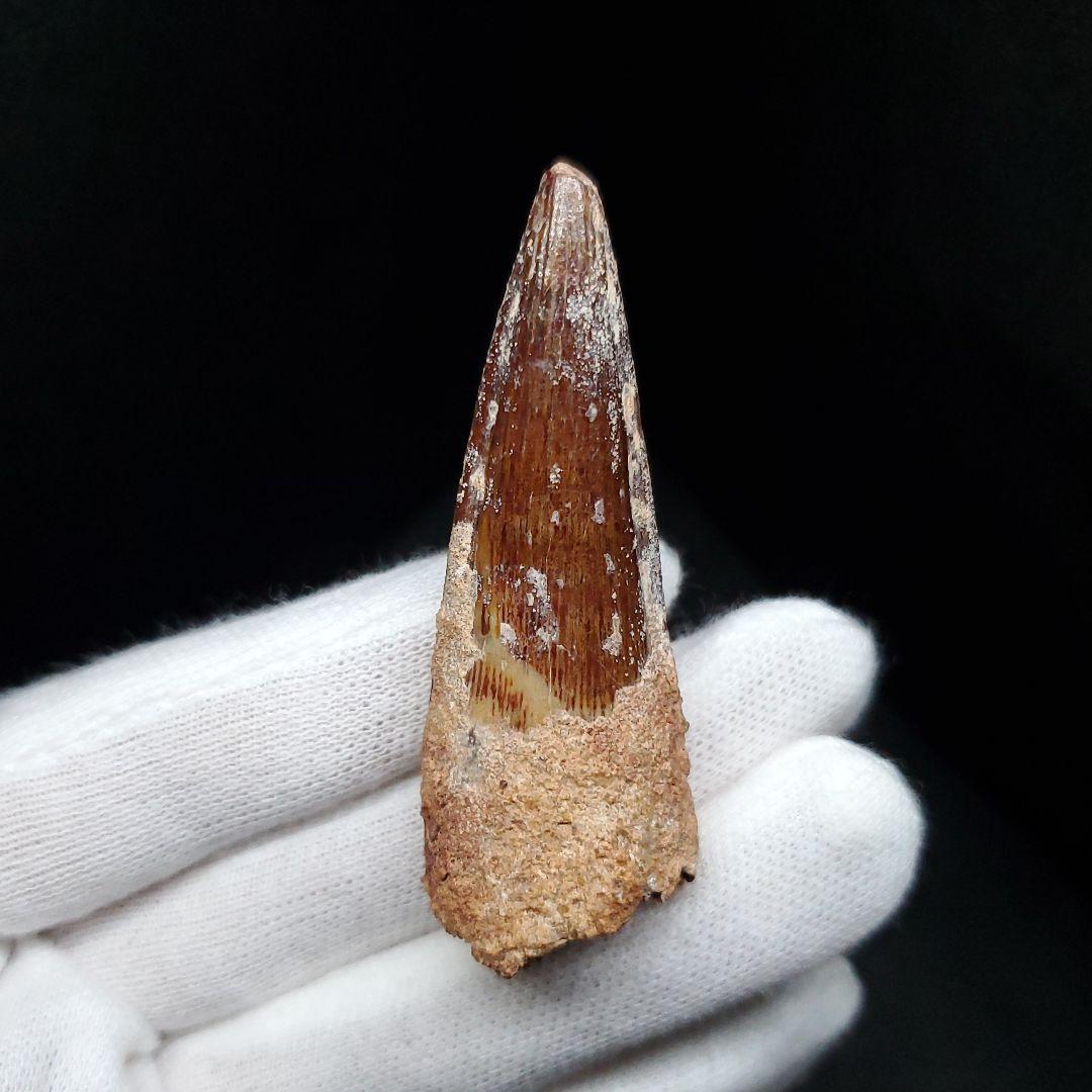 美品 スピノサウルス 本物 モロッコ産 55mm sp443