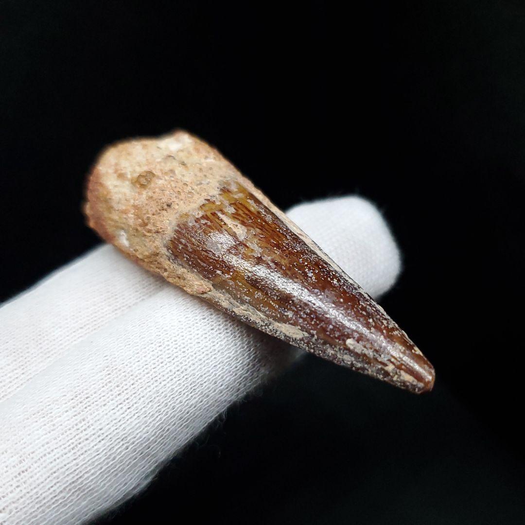 美品 スピノサウルス 本物 モロッコ産 55mm sp443