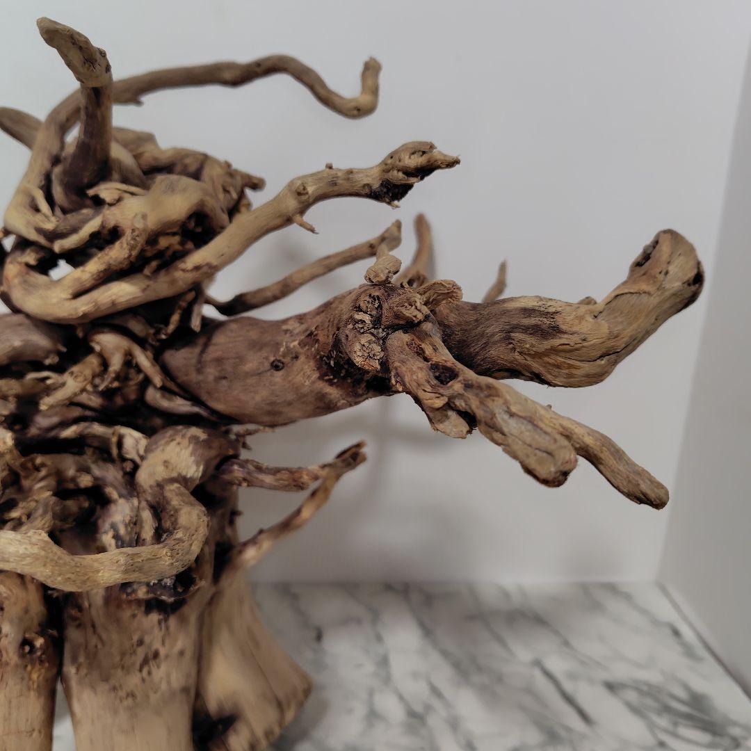 アク抜き済み流木【860】セール