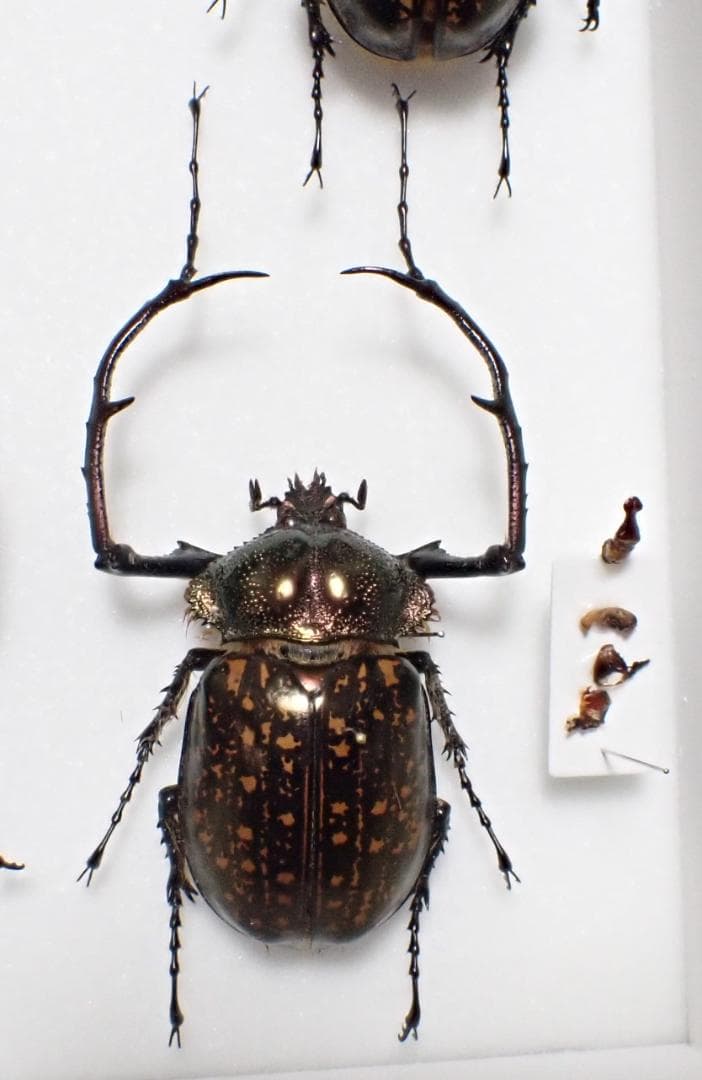 テナガコガネ　標本　⑤
