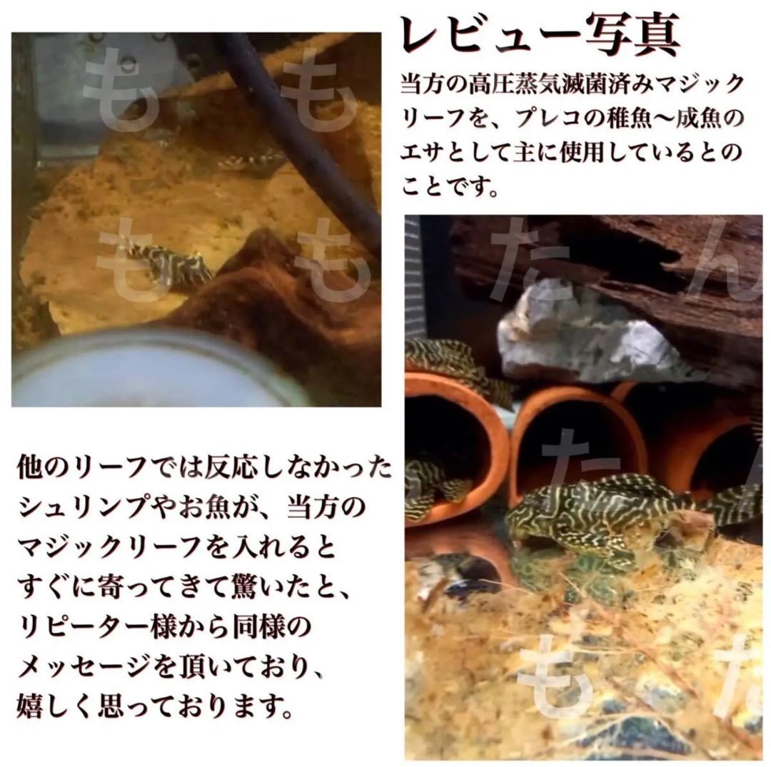 お徳用！サイズランダム400g高圧蒸気滅菌沖縄県産無農薬モモタマナ