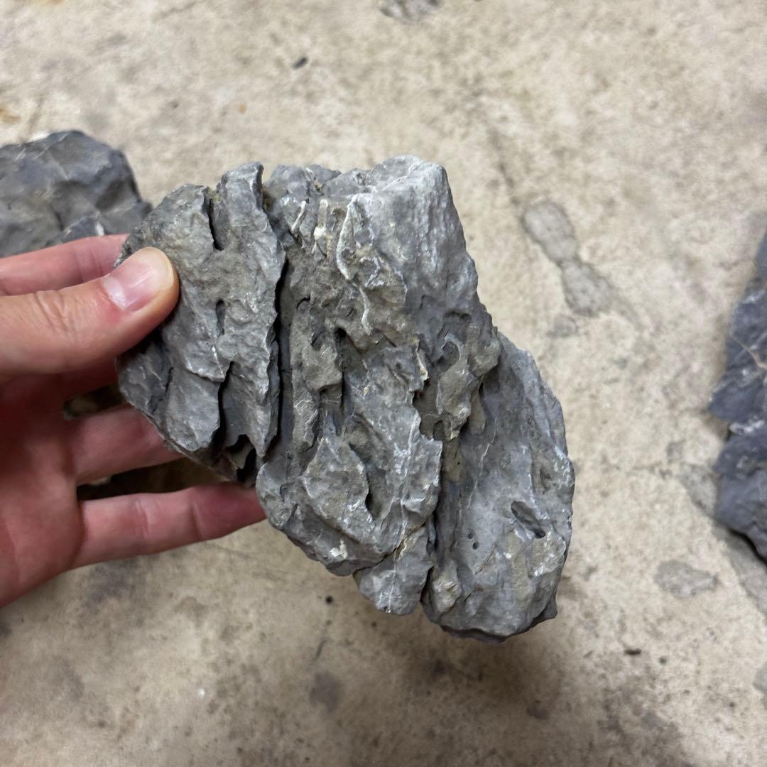 ADA龍王石 竜王石　セット　良型　1