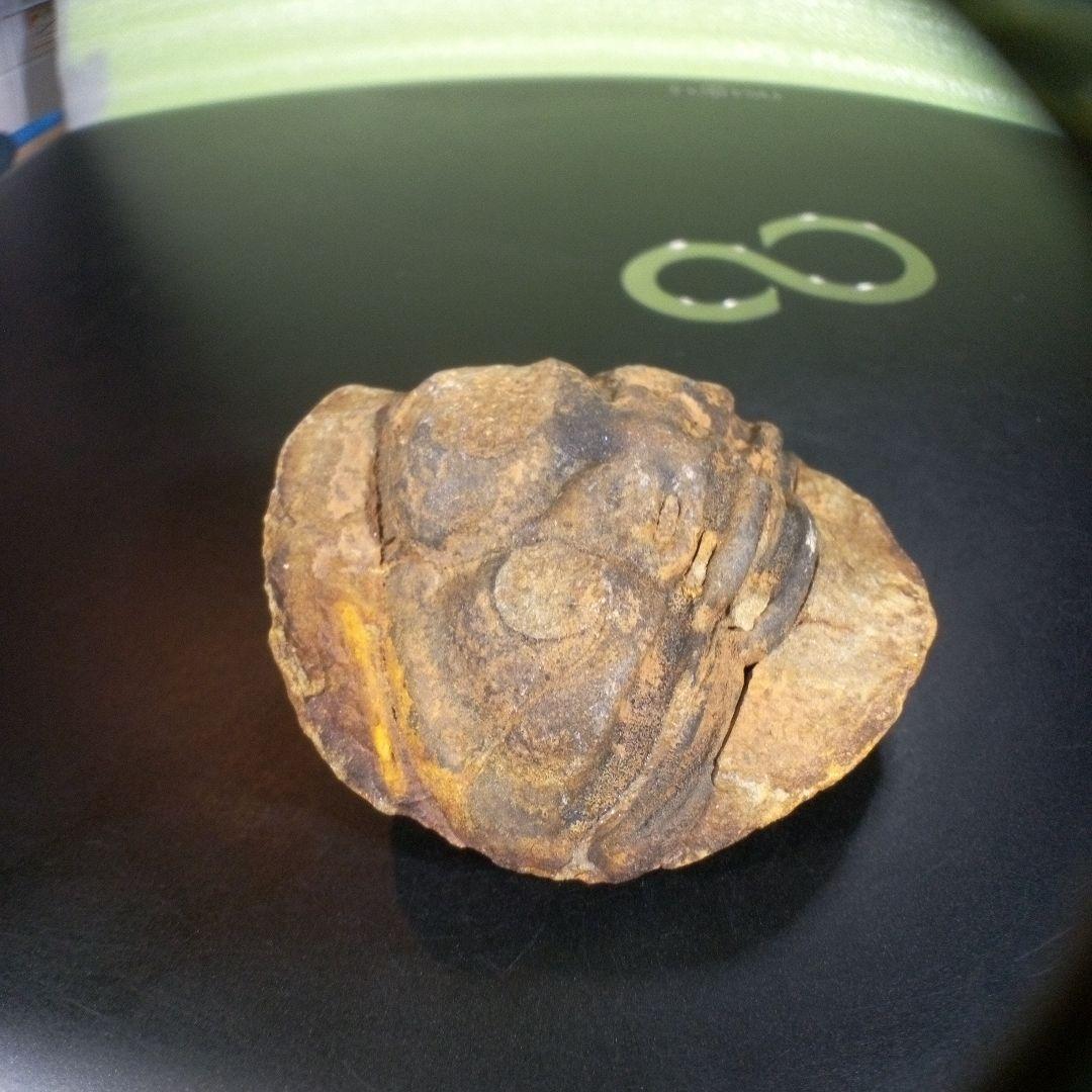 三葉虫　化石　fossil　海　ボリビア産　trilobite　ボリビア化石郡④