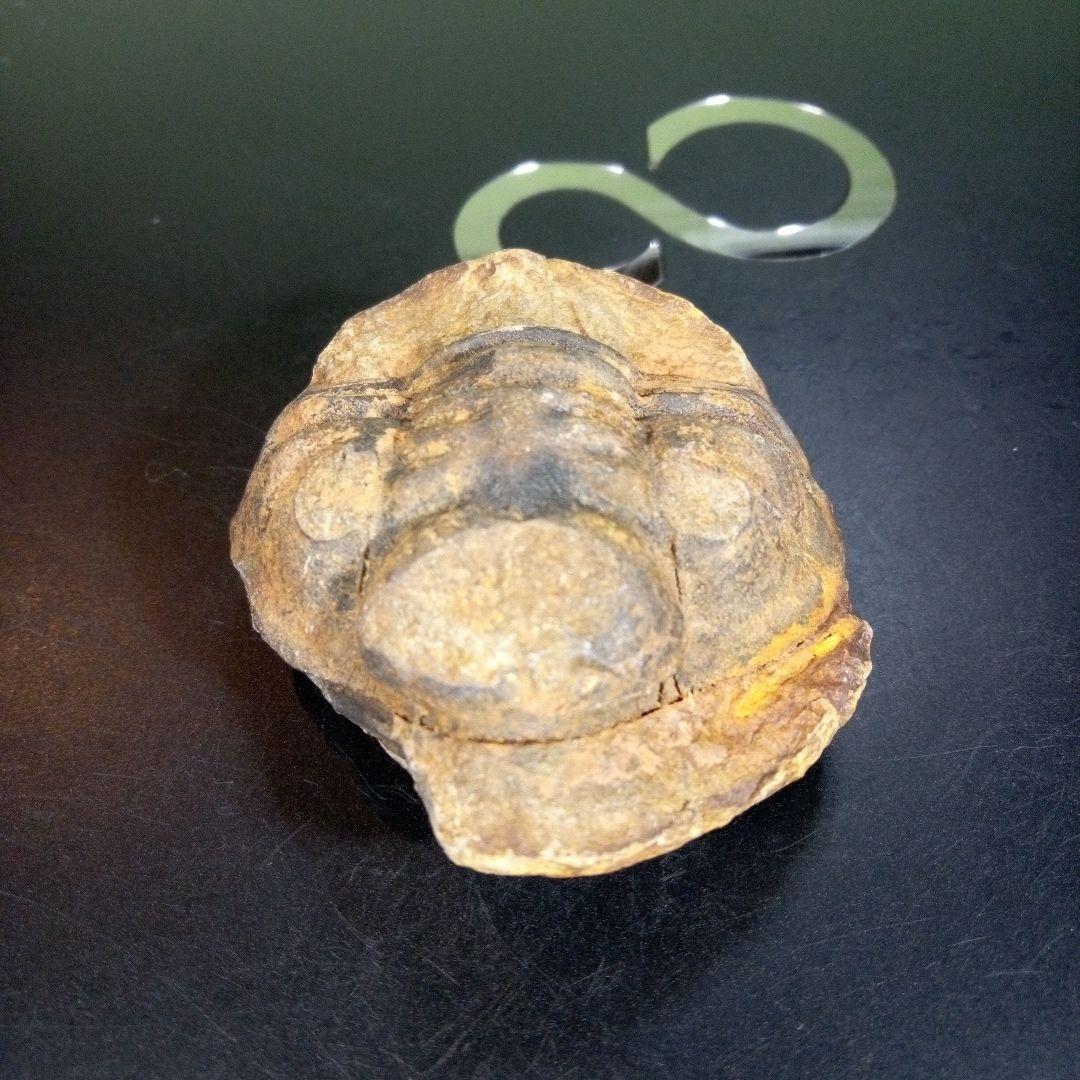三葉虫　化石　fossil　海　ボリビア産　trilobite　ボリビア化石郡④